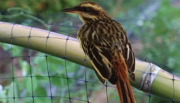 Anti Bird nets in Yelahanka